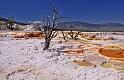 050 yellowstone, mammoth hot springs, upper terraces